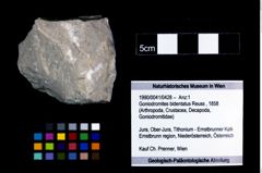 Foto (Objekt + Etikett) von Goniodromites bidentatus (Reuss, 1858)  (NHMW-GEO-1990-0041-0428)